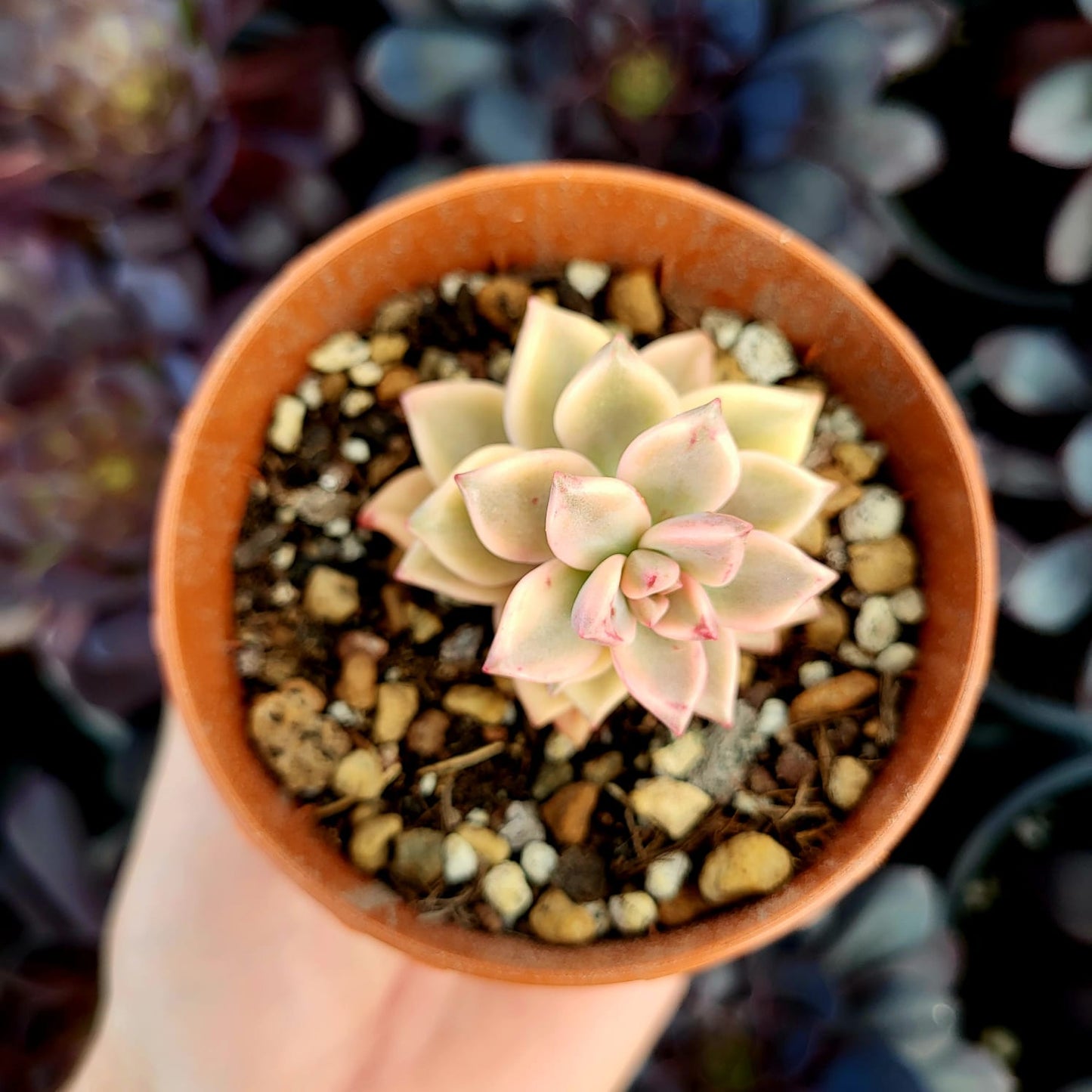 Graptopetalum "Armands" variegado