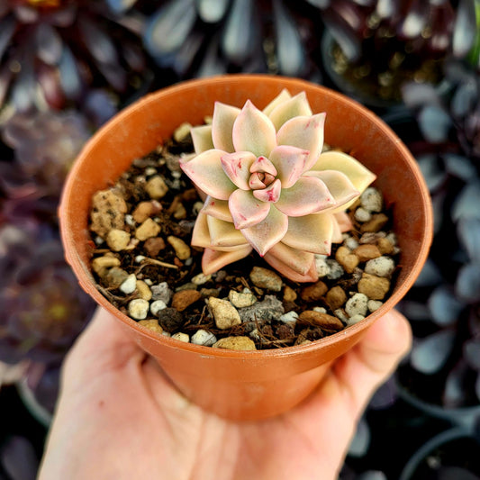 Graptopetalum "Armands" variegato