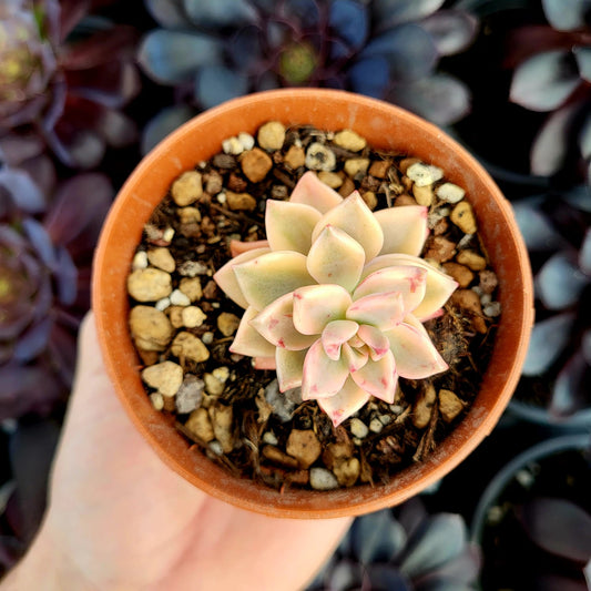 Graptopetalum "Armands" variegato