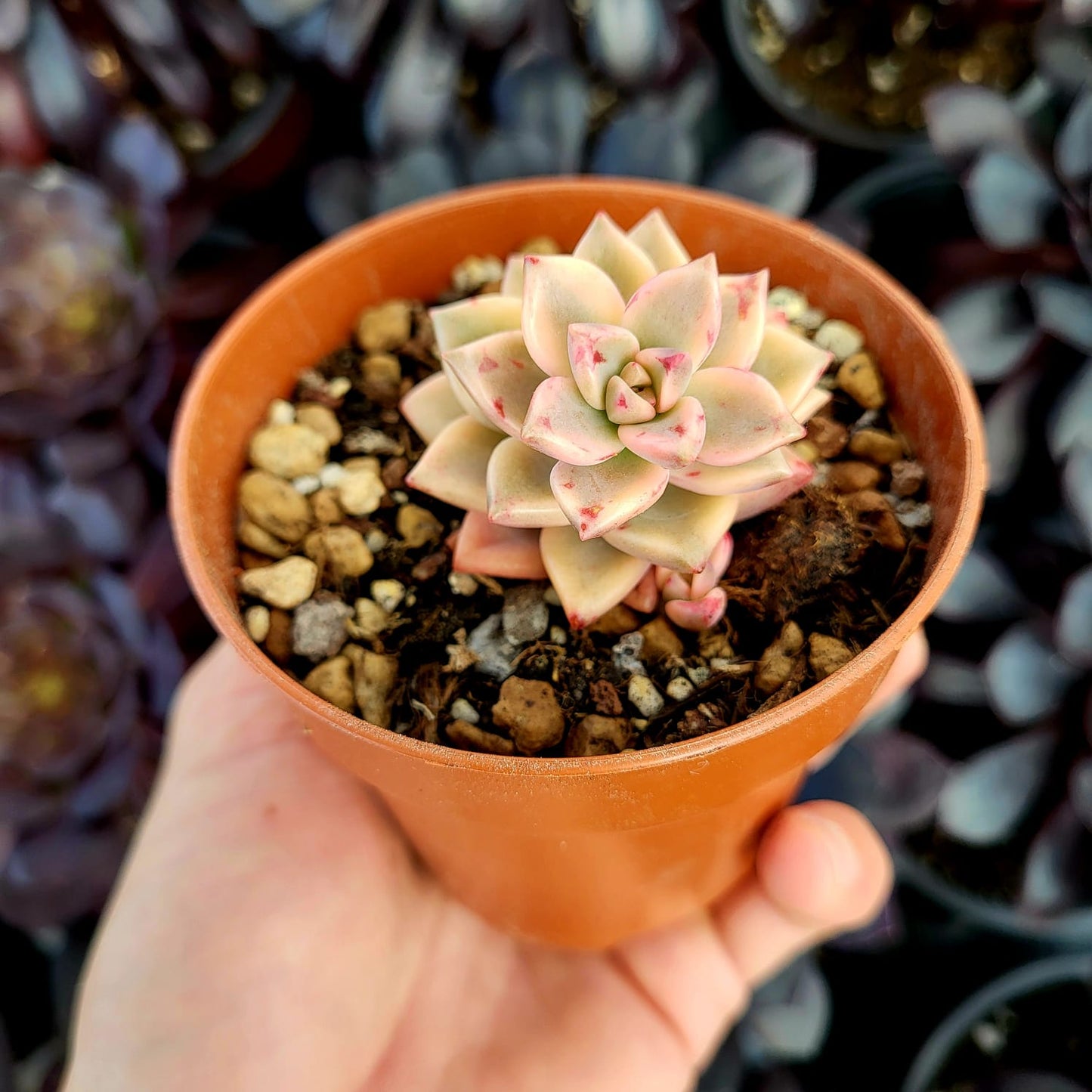 Graptopetalum "Armands" variegado