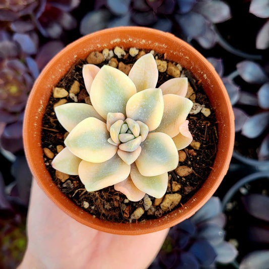Echeveria "Grand Place" variegata