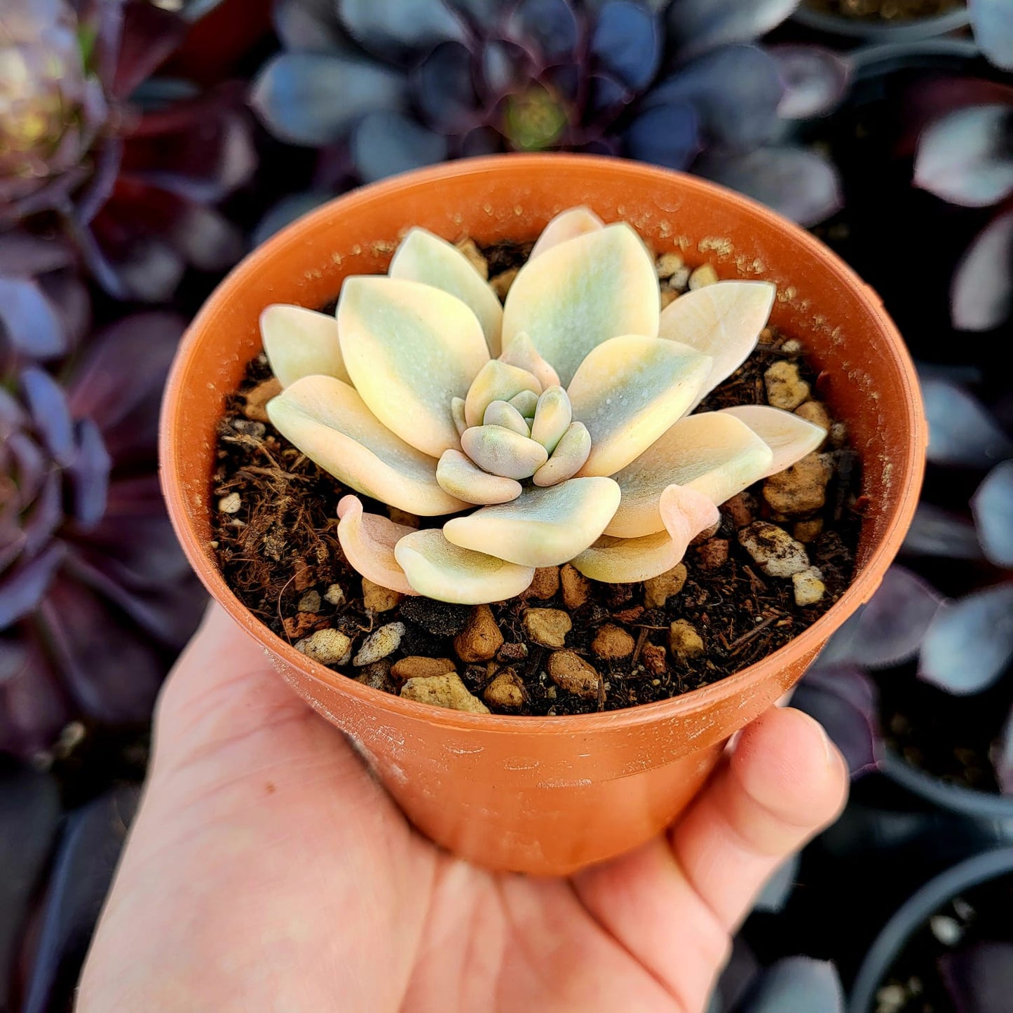 Echeveria "Grand Place" variegada
