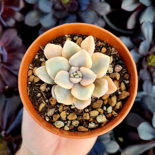 Echeveria "Grand Place" variegata