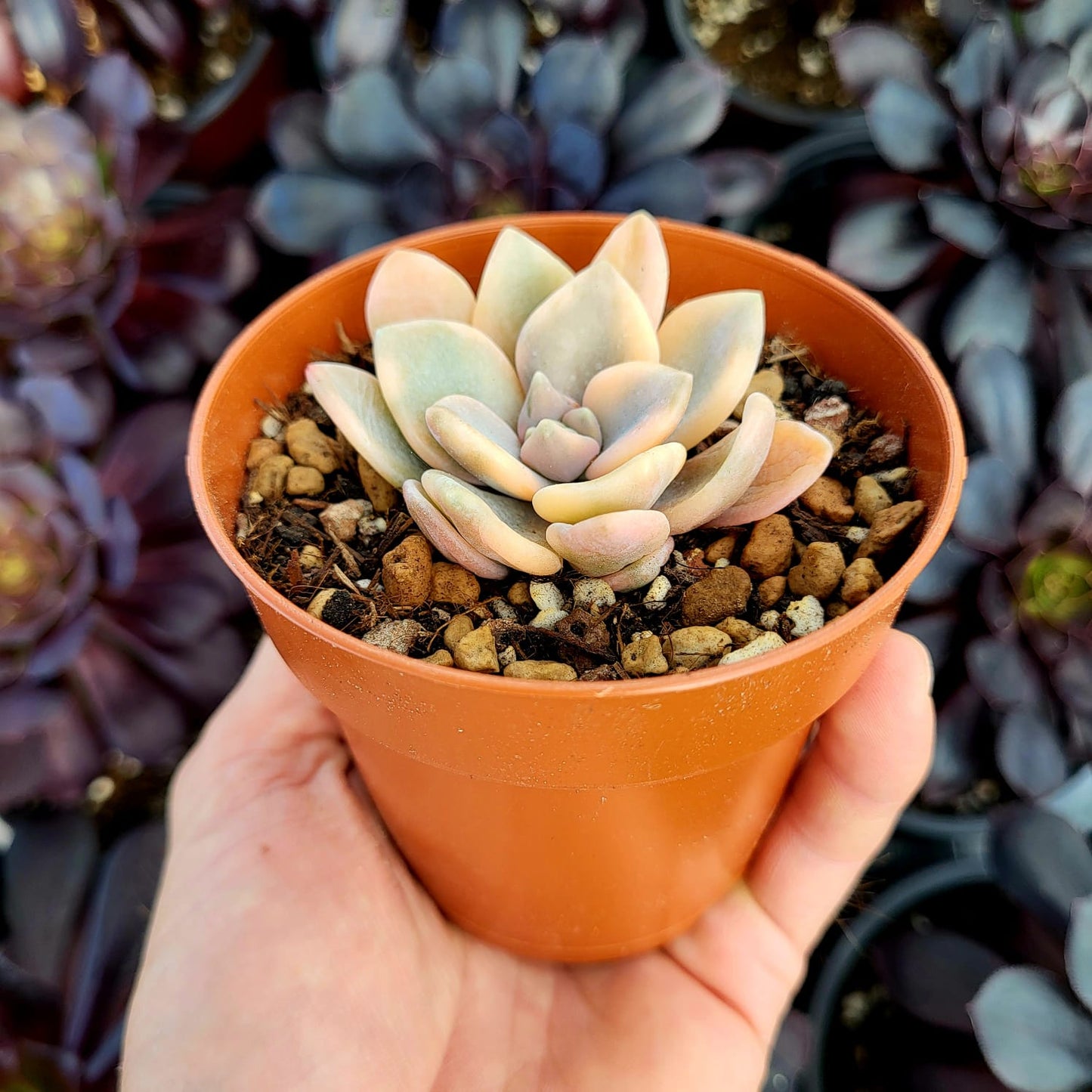 Echeveria "Grand Place" variegata