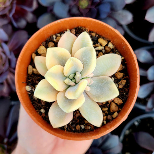 Echeveria "Grand Place" variegata