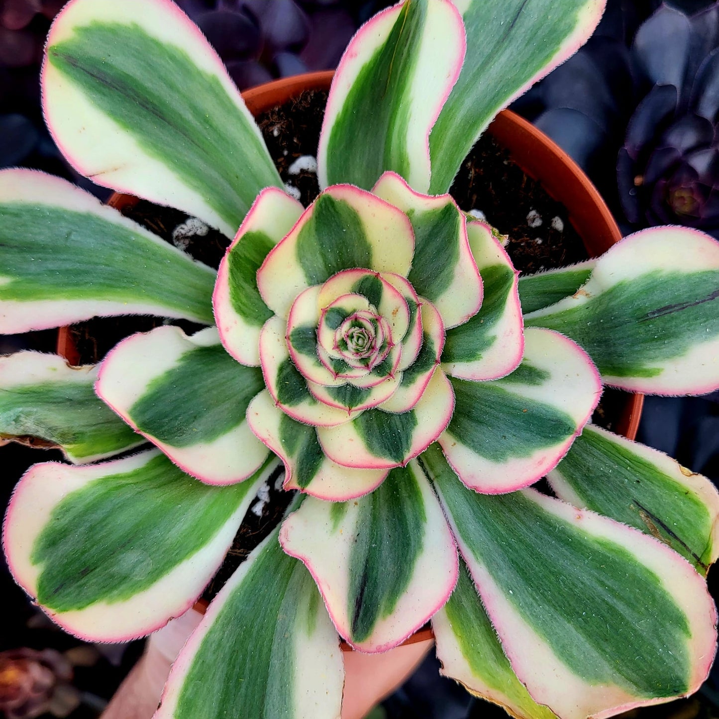 Aeonium variegato "Poseidon" (talea)
