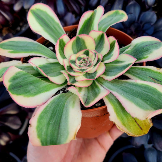 Aeonium variegato "Poseidon" (talea)