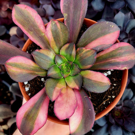 Aeonium variegato "Voodoo Rainbow" (talea)