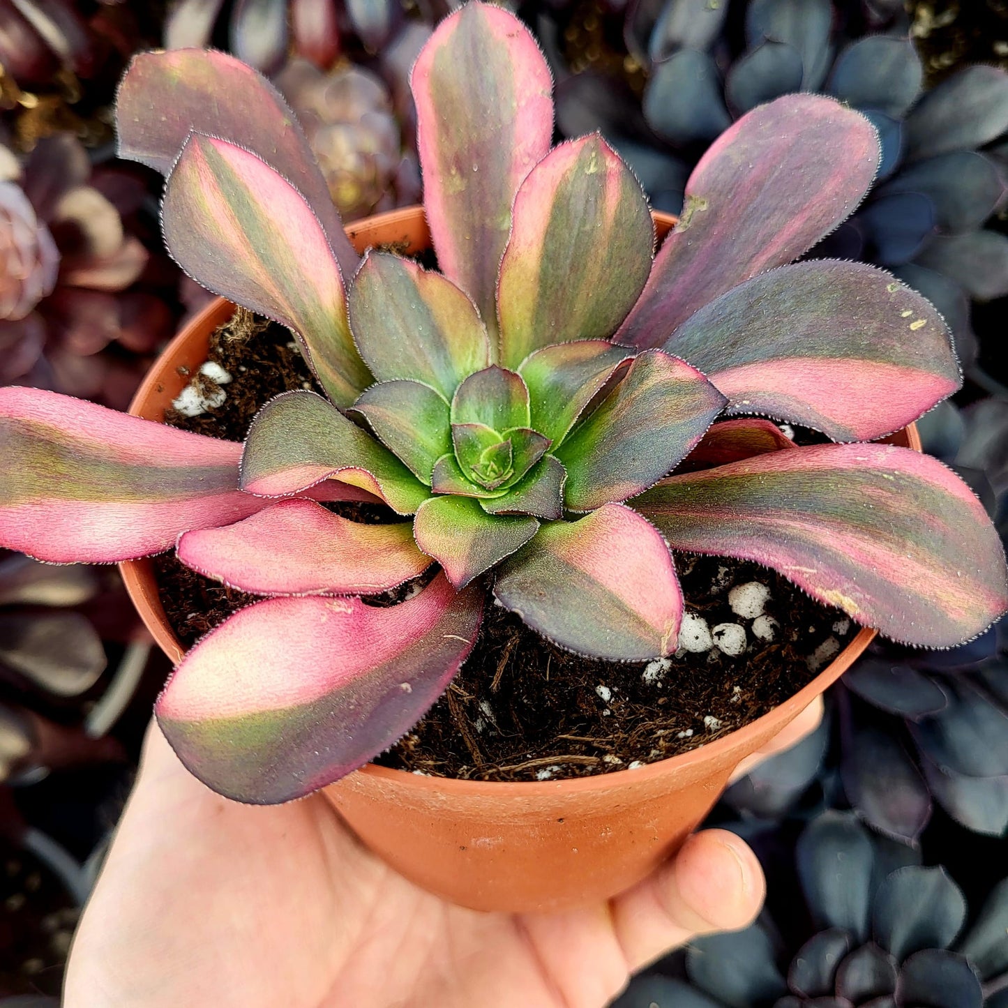 Aeonium variegato "Voodoo Rainbow" (talea)