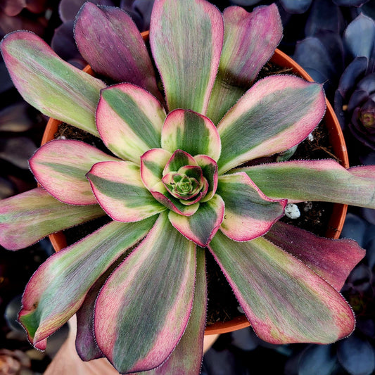 Aeonium variegato "White Voodoo" (talea)