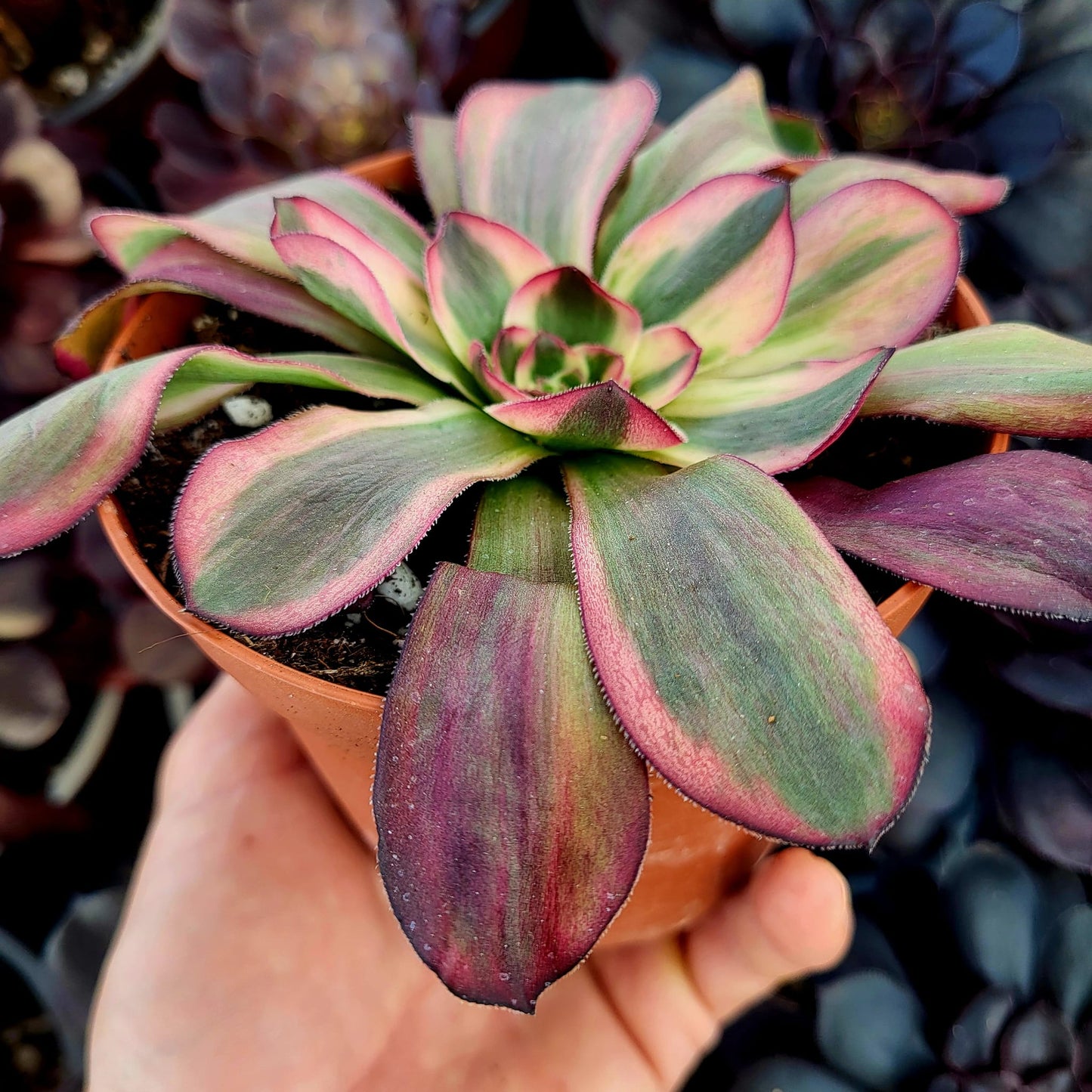 Aeonium variegato "White Voodoo" (talea)