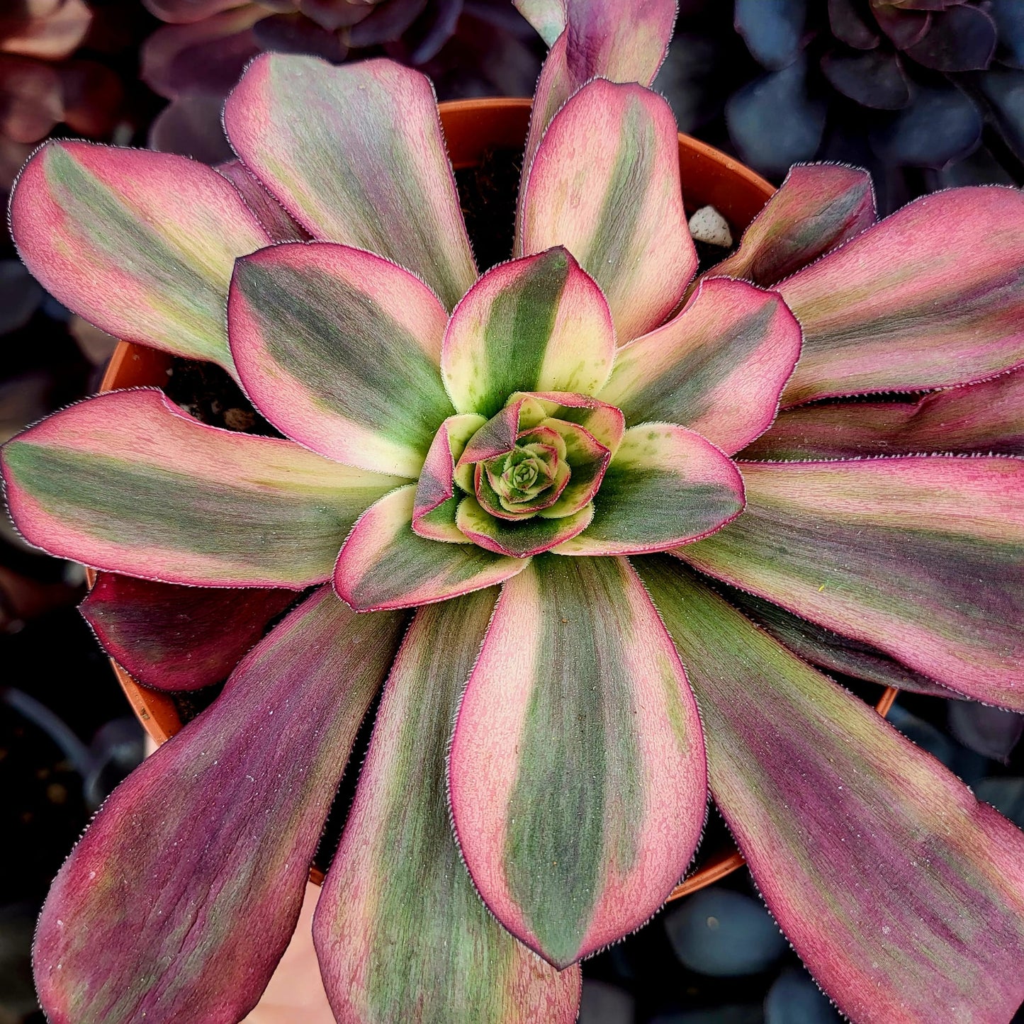 Aeonium variegato "White Voodoo" (talea)