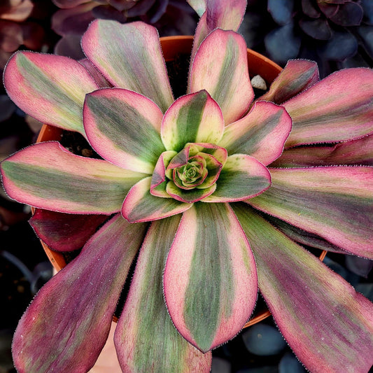 Aeonium variegato "White Voodoo" (talea)
