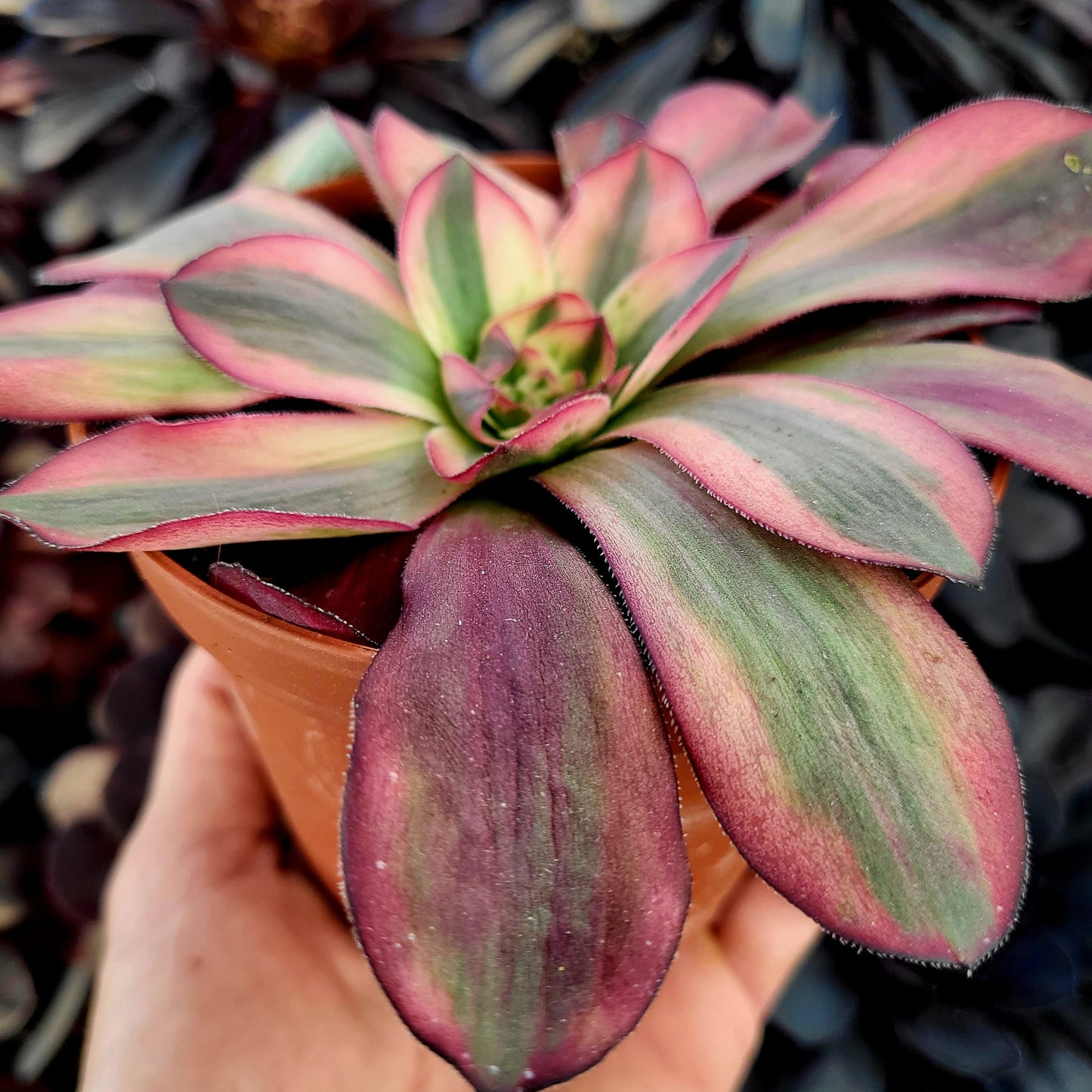 Aeonium variegato "White Voodoo" (talea)