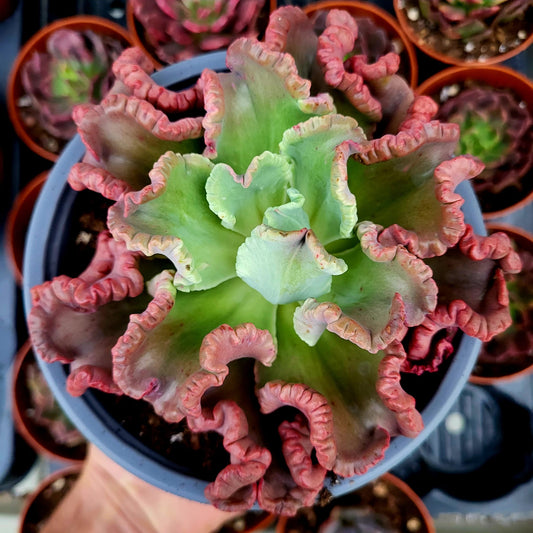 Echeveria "Octopus"