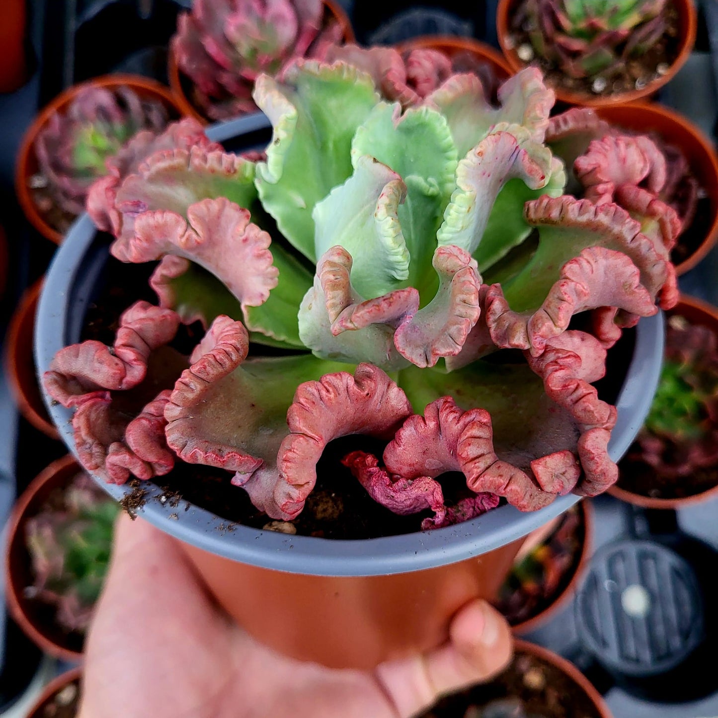 Echeveria "Polpo"