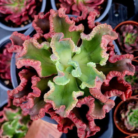 Echeveria "Octopus"