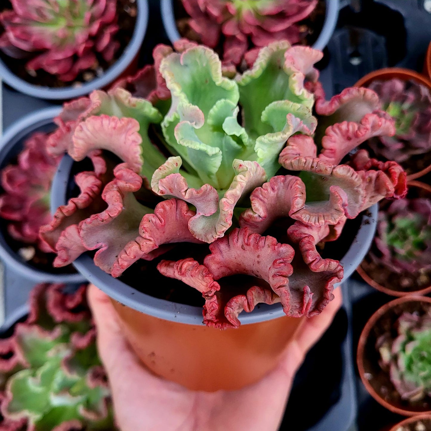 Echeveria "Polpo"