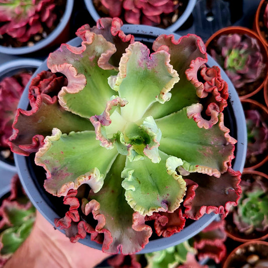 Echeveria "Octopus"