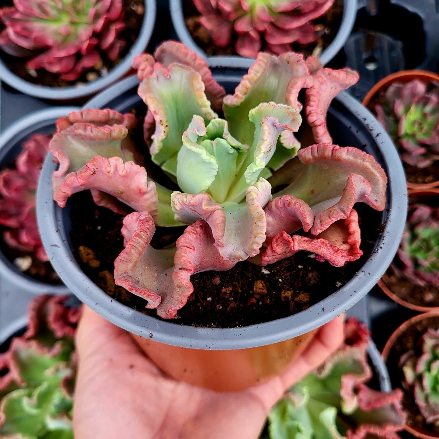Echeveria "Polpo"