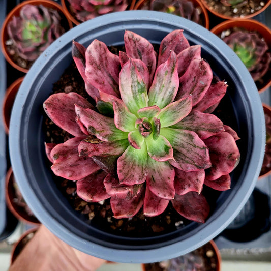 Echeveria "Principe Rosso" variegata