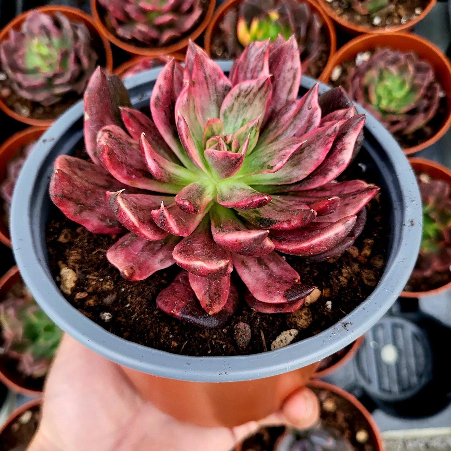 Echeveria "Principe Rosso" variegata