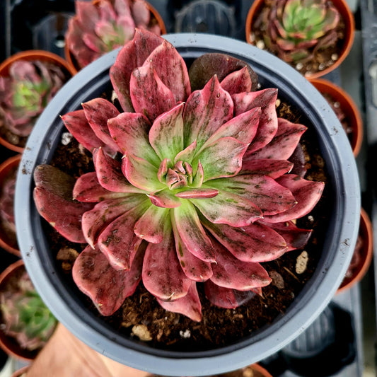 Echeveria "Principe Rosso" variegata