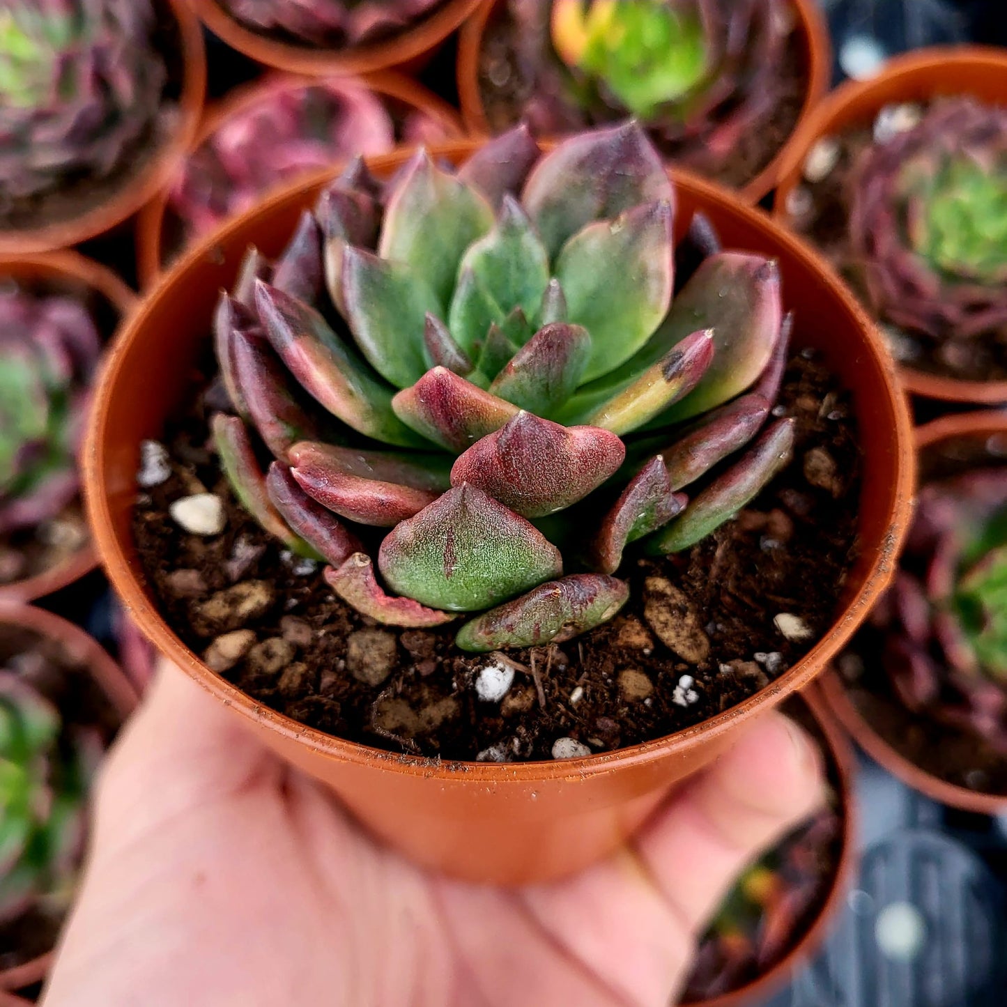 Echeveria "Army Prince" variegata