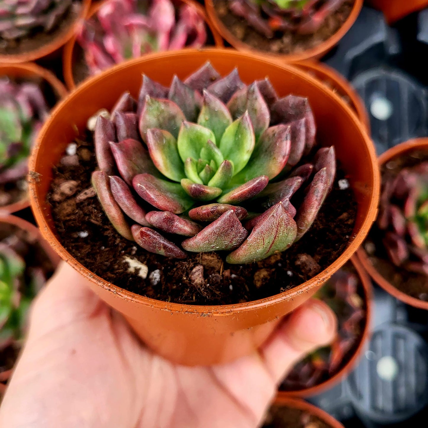 Echeveria "Army Prince" variegata