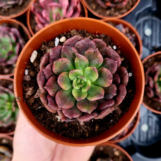 Echeveria "Army Prince" variegata