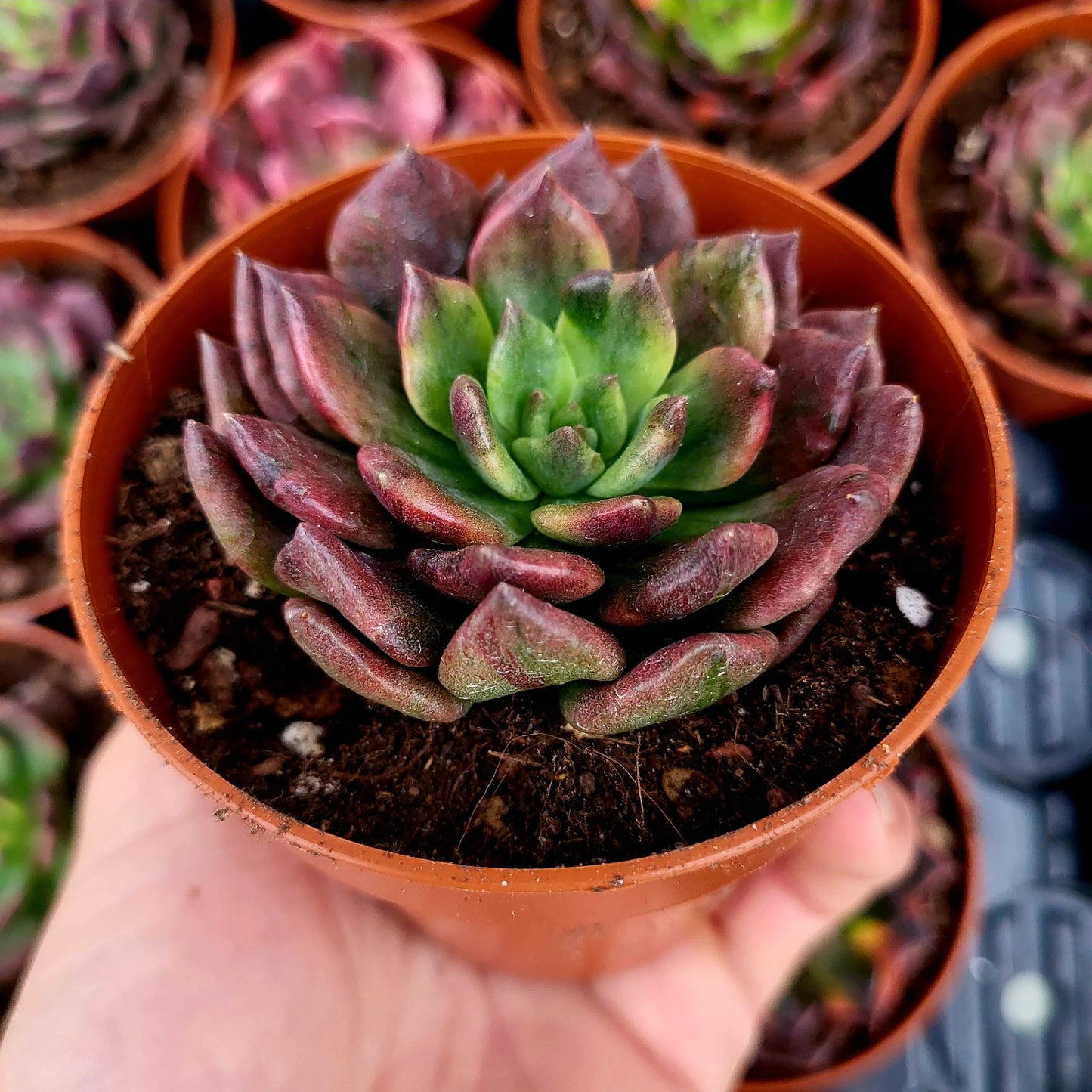 Echeveria "Army Prince" variegata