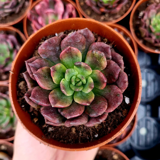 Echeveria "Army Prince" variegata
