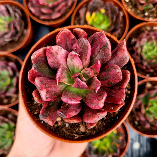 Echeveria "Principe Rosso" variegata