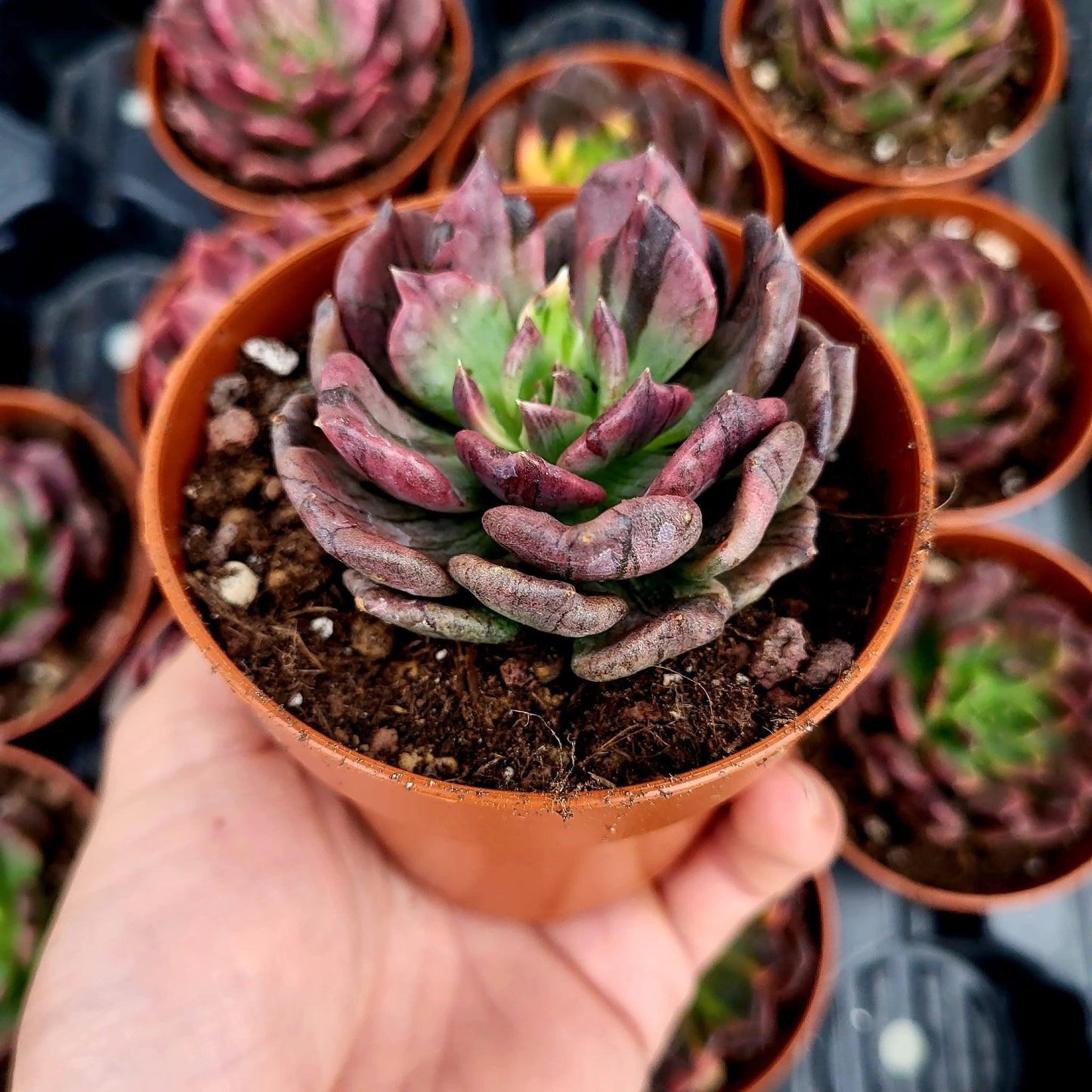 Echeveria "Silver Prince" variegada