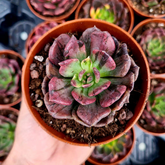 Echeveria "Silver Prince" variegata