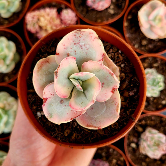 Echeveria "Suyon" variegata