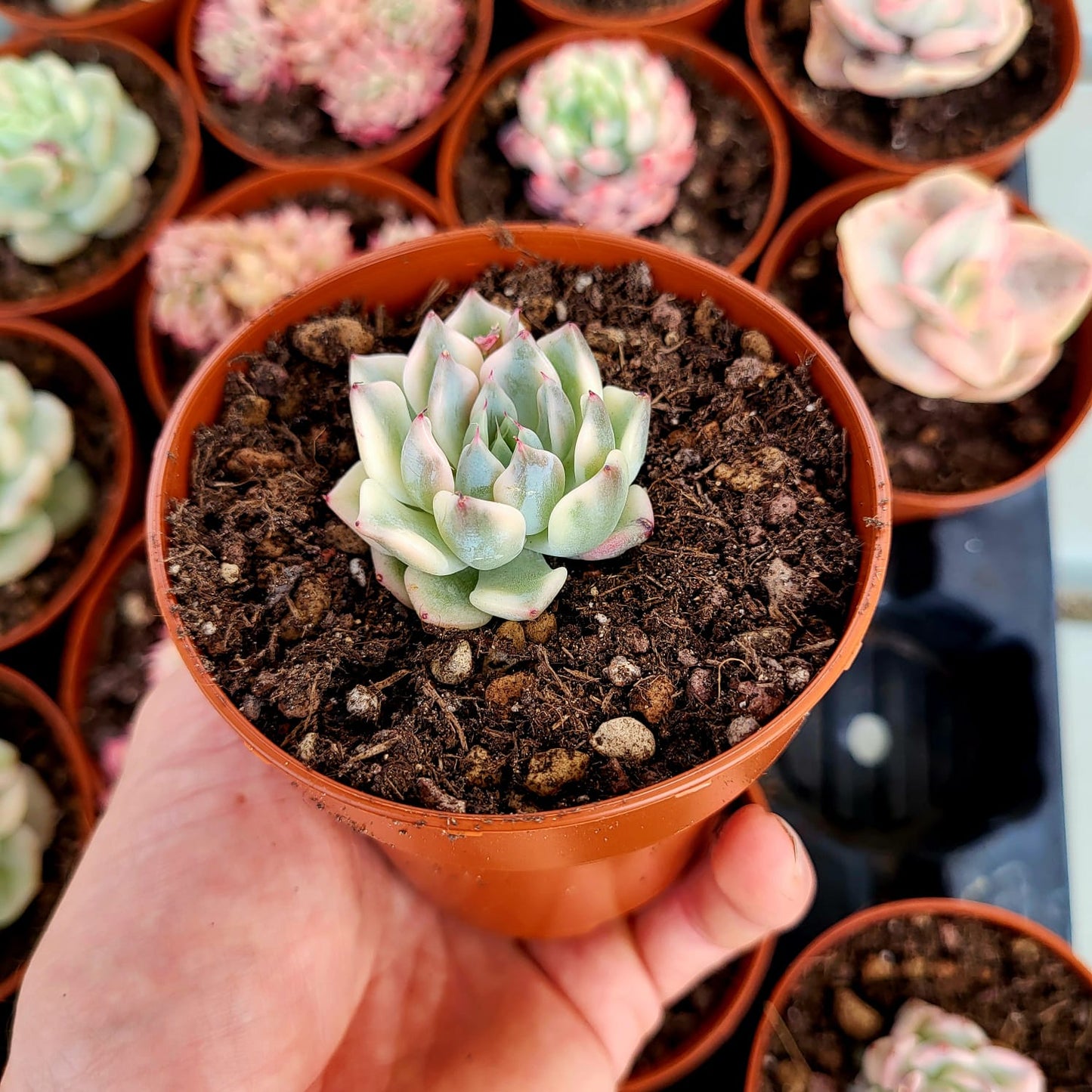 Echeveria "Daji" variegata