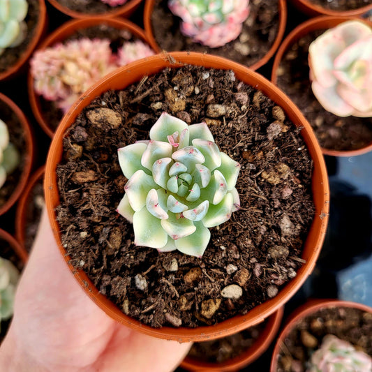 Echeveria "Daji" variegata