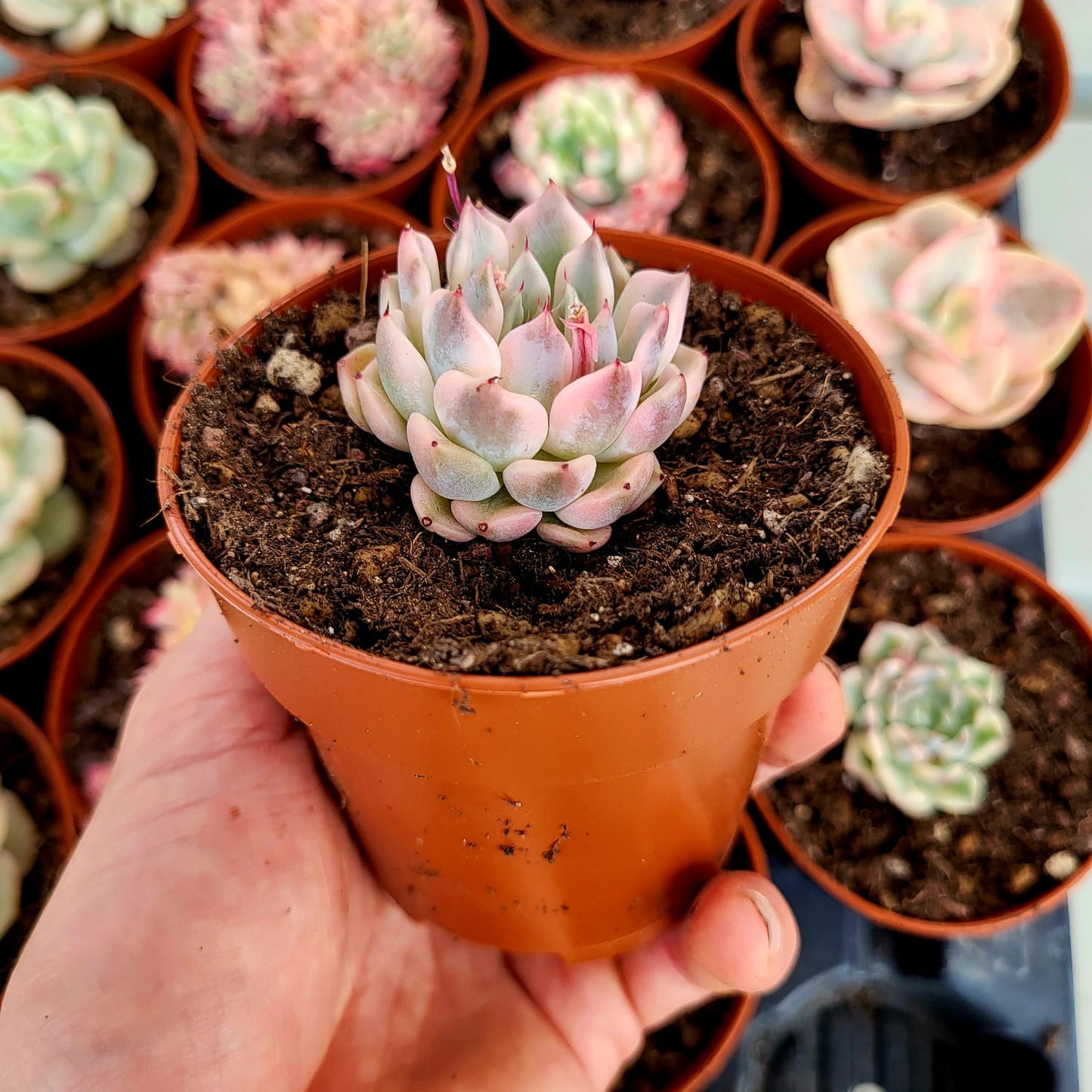 Echeveria "Daji" variegata