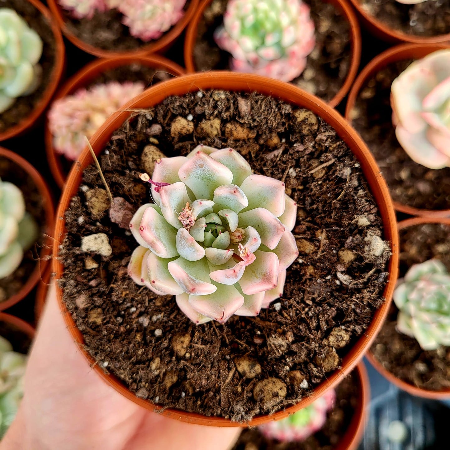 Echeveria "Daji" variegata