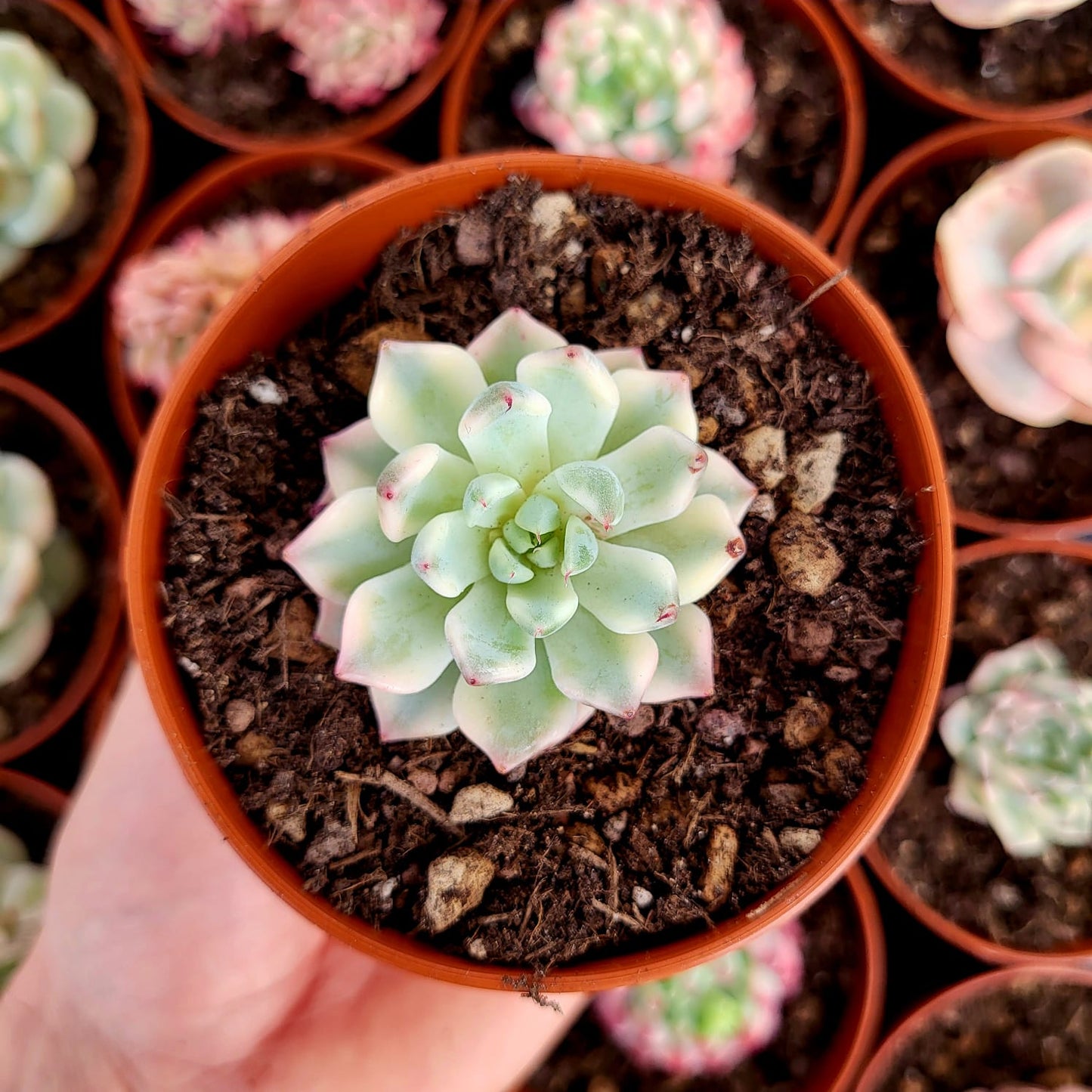 Echeveria "Daji" variegata