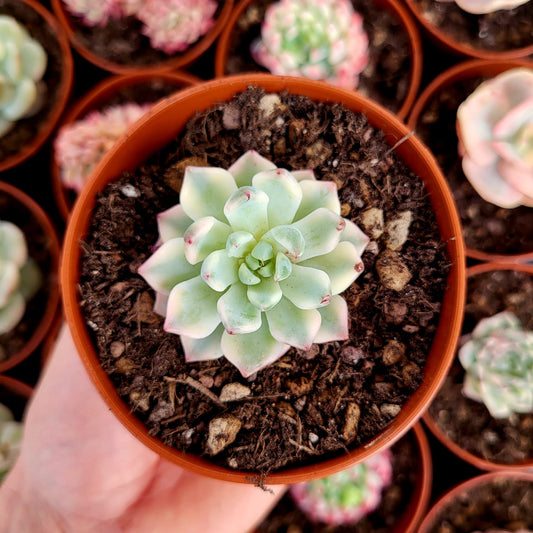 Echeveria "Daji" variegata