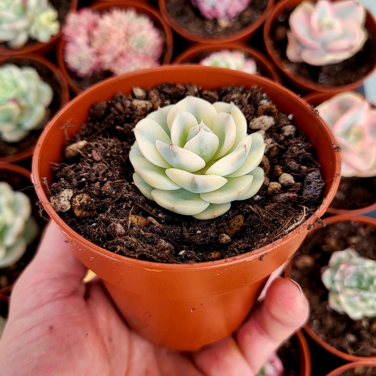 Echeveria variegata "Deresina"
