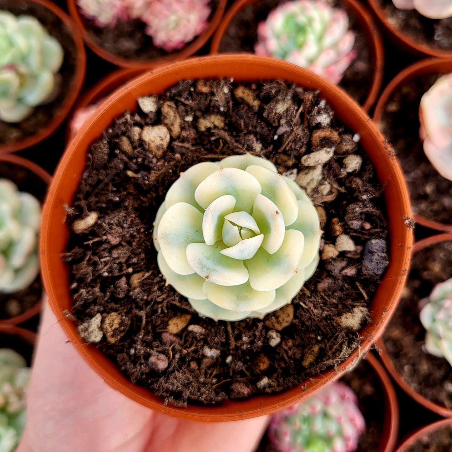 Echeveria variegata "Deresina"