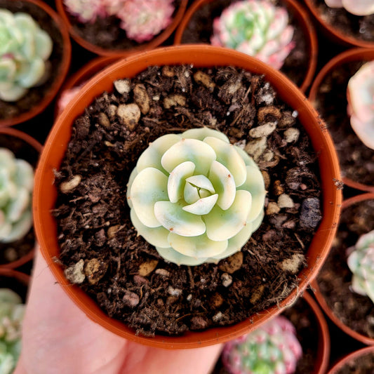 Echeveria variegata "Deresina"