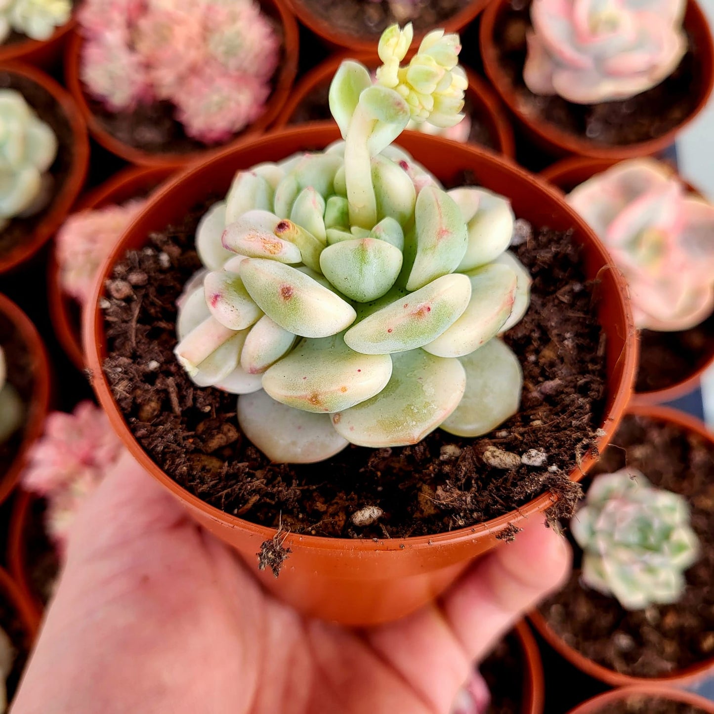 Sedeveria "Pudgy" variegata
