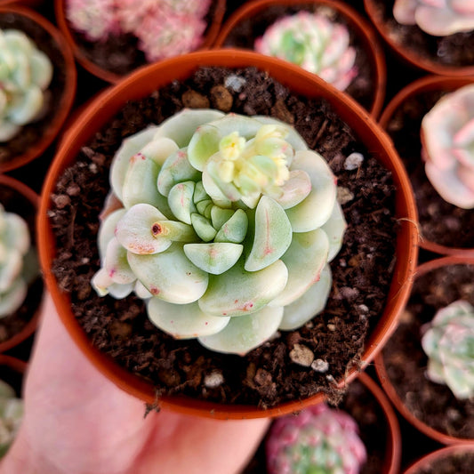 Sedeveria "Pudgy" variegata