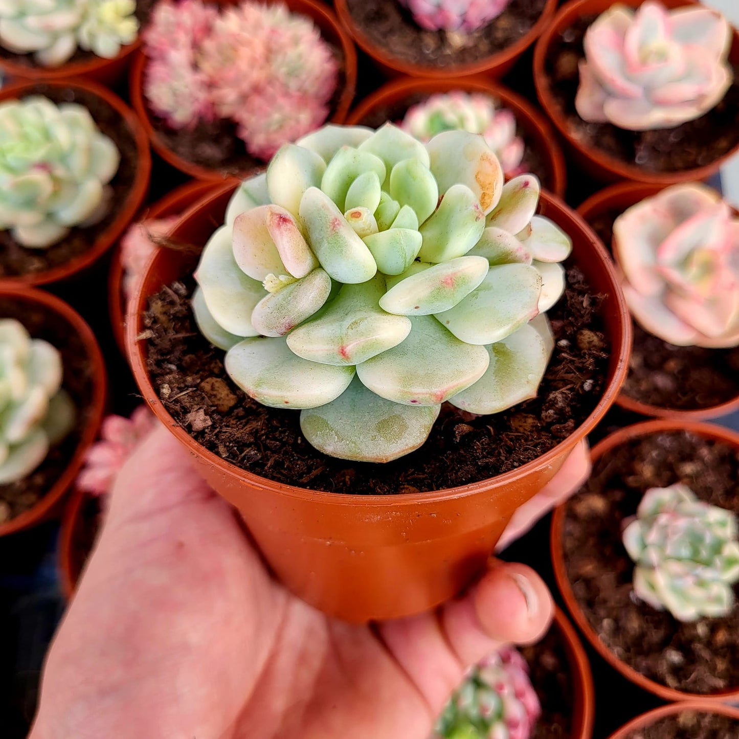 Sedeveria "Pudgy" variegata