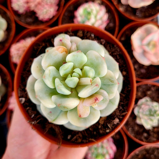 Sedeveria "Pudgy" variegata