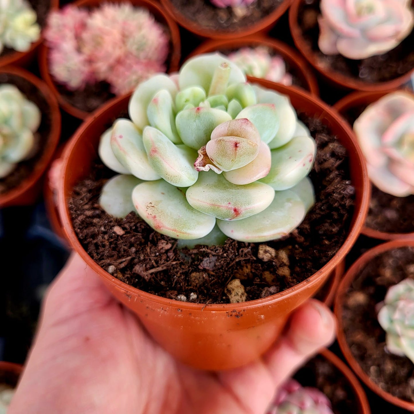 Sedeveria "Pudgy" variegada